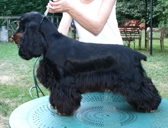 Damour de l'Isle aux Lutins