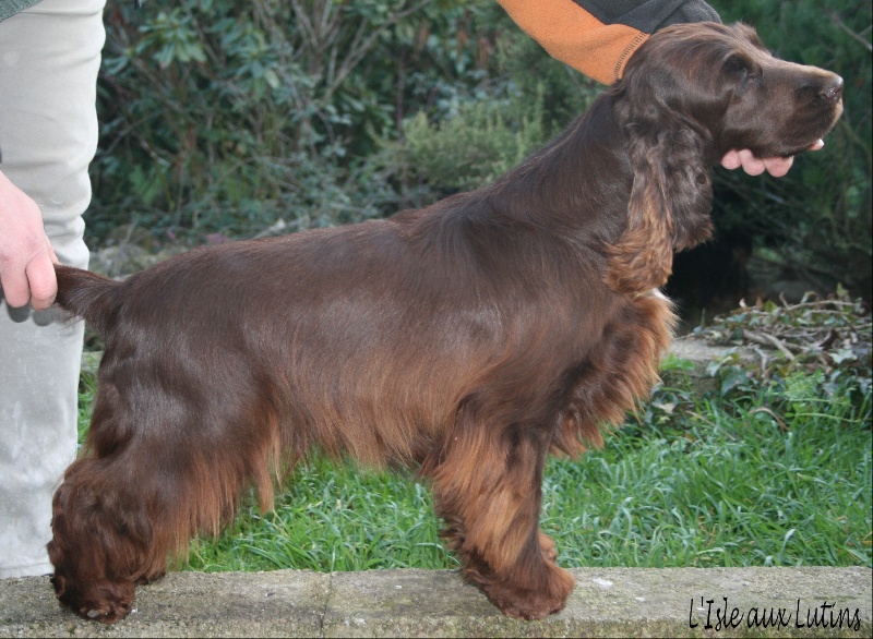 Elisa sugar baby de l'Isle aux Lutins