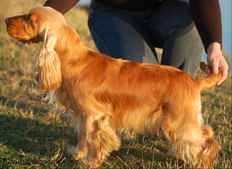 Enjoy girl de l'Isle aux Lutins