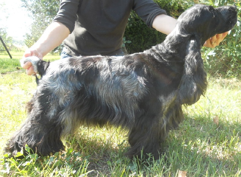 Daisy de l'Isle aux Lutins