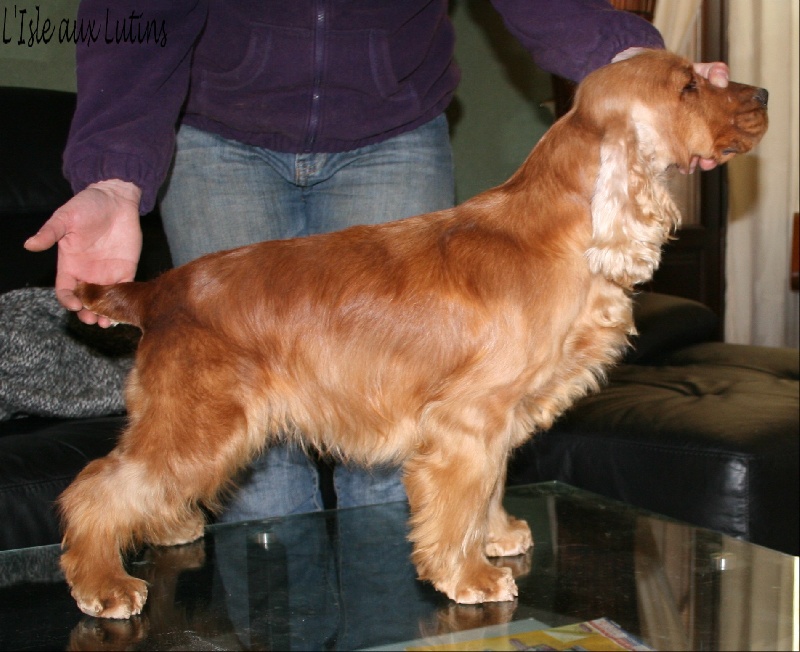 Folamour de l'Isle aux Lutins