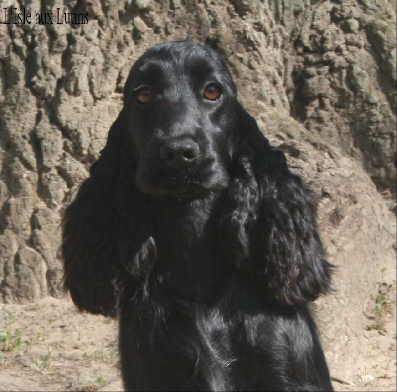 First-kiss de l'Isle aux Lutins