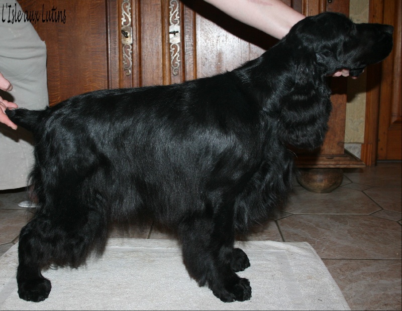 Gipsy de l'Isle aux Lutins