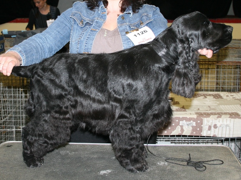 Gangster's paradise de l'Isle aux Lutins