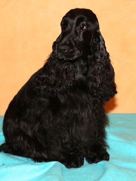 Feeling de l'Isle aux Lutins