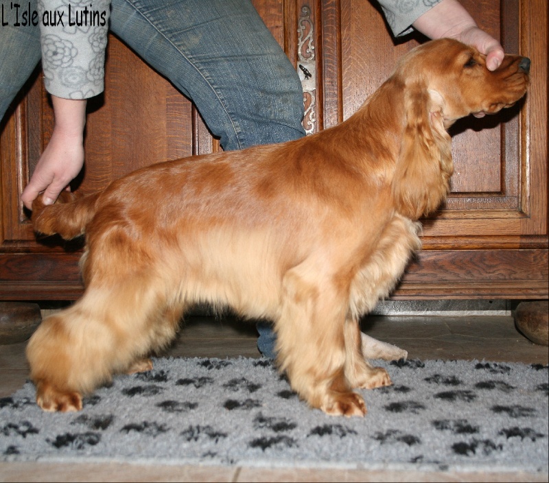 In a little while de l'Isle aux Lutins