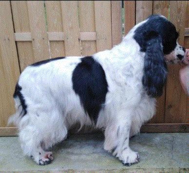 Iris de l'Isle aux Lutins